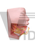 The dissection model of submaxillary triangle